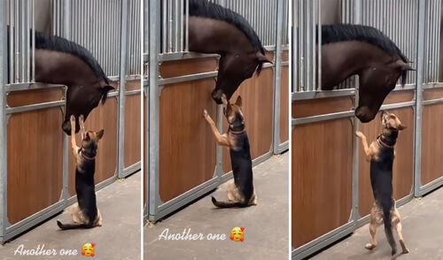 Ambos animales han cautivado a miles de usuarios con su tierna 'amistad'. Foto: captura de TikTok