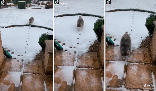 El minino sorprendió al volver a pisar las huellas que dejó al salir sin cometer ningún error. Foto: captura de TikTok
