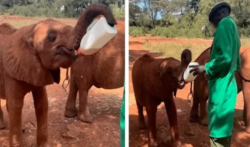 El pequeño Bondeni es un elefante huérfano que llegó al recinto en el 2019. Foto: captura de Facebook / Sheldrick Wildlife Trust
