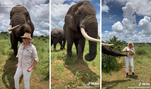 Así fue la interacción entre la elefanta y la turista. Foto: captura de TikTok / @angelinestraatmancesar5