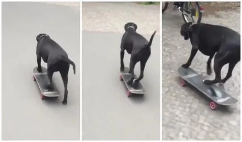 En su cuenta personal, Coco ha superado los 2.000 seguidores. Foto: captura de Instagram (animalsdoingthings/ cocotheskaterdog)