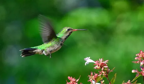 Los picaflores verdes son importantes polinizadores. Por ello, su preservación debe ser una prioridad. Foto: Foto Club de Observadores de Aves de la Reserva Ecológica Costanera Sur