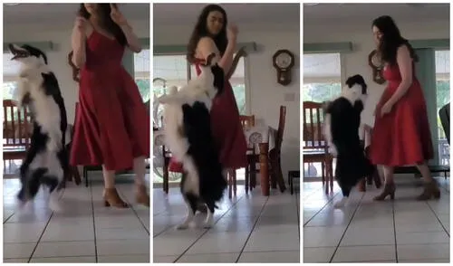 La mujer y su mascota tuvieron un rato de diversión. Foto: captura de Instagram (bordercolliefrankie)