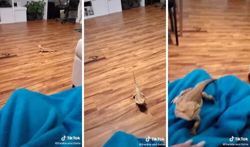 La iguana iba hacia otro lado pero cambió de dirección apenas fue llamado por su dueña. Foto: captura de TikTok