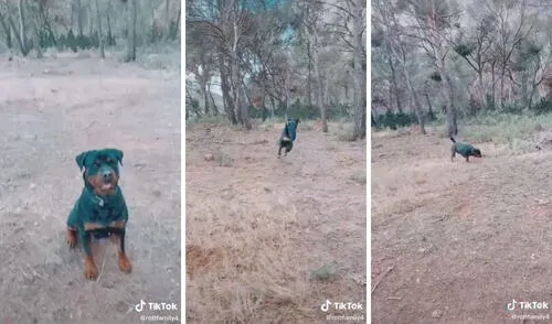 Así son los divertidos saltos de este perrito. Foto: captura de TikTok, @rottfamily4