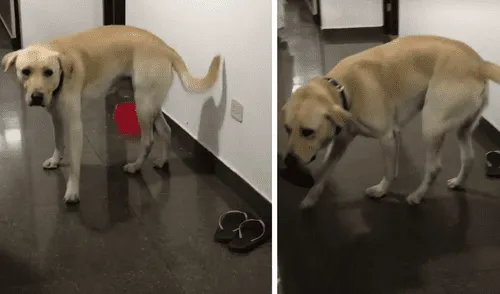 El cachorro se robó la atención por su particular comportamiento. Foto: captura de TikTok