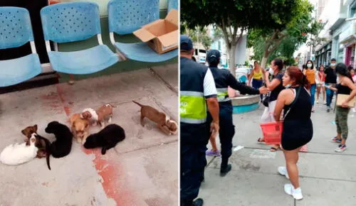 Personas vendían mascotas en malas condiciones en la avenida José Balta de Chiclayo. Foto: MPCh
