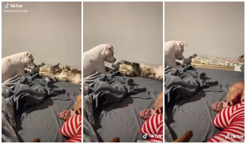 El perro siguió con su mirada la caída del minino. Foto: captura de TikTok (@whiskeyriverkitty)