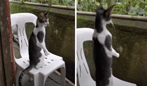 El video viral ha sido compartido en el canal Viral Press. Foto: captura de YouTube.