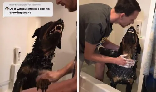 Pese a todo, su dueño lo siguió bañando con la misma tranquilidad de siempre. Foto: captura de TikTok