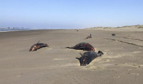Especialistas recolectaron muestras para estudios sobre actividad marina. Foto: Cortesía IMARPE