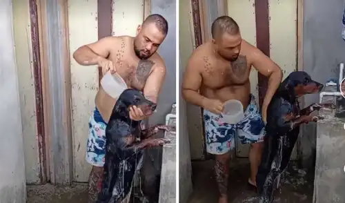 Miles de usuarios quedaron sorprendidos al ver el comportamiento del can. Foto: captura de Facebook.