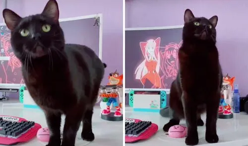 Los pasos de este gatito imitan al personaje animado de la pantalla. Foto: captura de TikTok / @say_coco