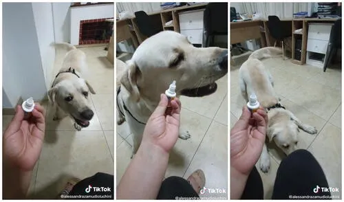 El travieso can no estaba con ganas de recibir las gotas. Foto: captura de TikTok (@alessandrazamudioluchini)