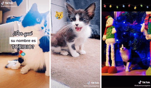 Este es Toribio, el protagonista de la historia. Foto: captura de TikTok / @lakarenysusgatos
