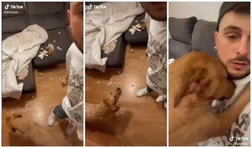 Pepa se acercó a su dueño para 'pedirle disculpas'. Foto: captura de TikTok (@javi.escu) Pepa se acercó a su dueño para 'pedirle disculpas'. Foto: captura de TikTok (@javi.escu)