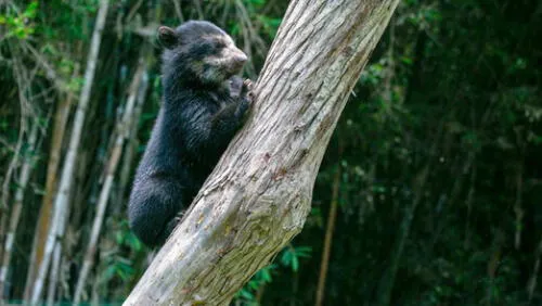 Incendios y cambio de uso en los bosques de la selva puneña suponen un duro golpe al hábitat del oso andino. Foto: Serfor Incendios y cambio de uso en los bosques de la selva puneña suponen un duro golpe al hábitat del oso andino. Foto: Serfor