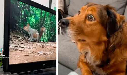 La perrita observa muy atentamente los documentales de ardillas. Foto: captura de TikTok