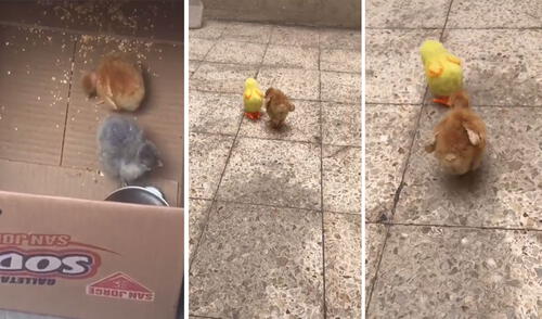 Miles de usuarios quedaron cautivados al ver el comportamiento de este tierno animal. Foto: captura de TikTok