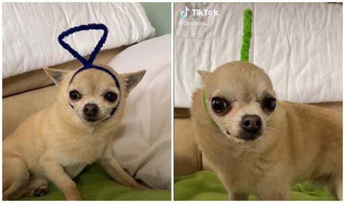 Más de un millón de usuarios han reproducido esta grabación. Foto: captura de TikTok (cindytouz) Más de un millón de usuarios han reproducido esta grabación. Foto: captura de TikTok (cindytouz)