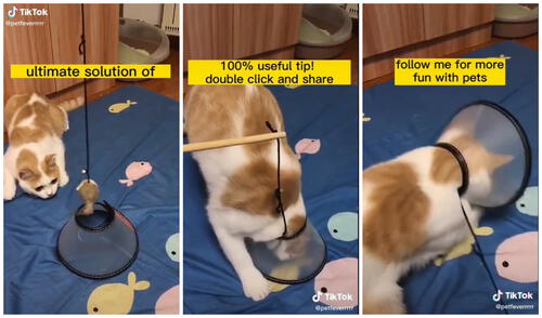 El felino metió su cabeza por querer morder el peluche. Foto: captura de TikTok (@petfeverrrrr) El felino metió su cabeza por querer morder el peluche. Foto: captura de TikTok (@petfeverrrrr)