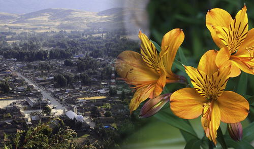 Rosas y astromelias se han convertido en protagonistas de desarrollo sobre tierras que anteriormente eran utilizadas para una débil agricultura dependiente de lluvias. Foto: composición / La República