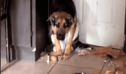 El perrito puso cara de arrepentimiento cuando era regañado por su dueña. Foto: captura de Facebook