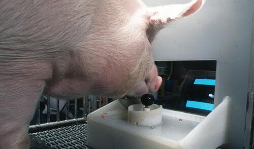 Un cerdo manejando un joystick con su hocico. Foto: Universidad Estatal de Pensilvania