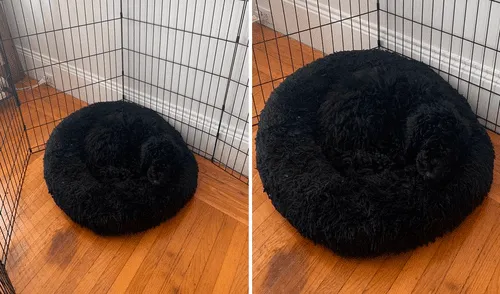 El perro se camufló con el color de la cama por lo que su dueña pensó que había desaparecido. Foto: captura de Facebook El perro se camufló con el color de la cama por lo que su dueña pensó que había desaparecido. Foto: captura de Facebook