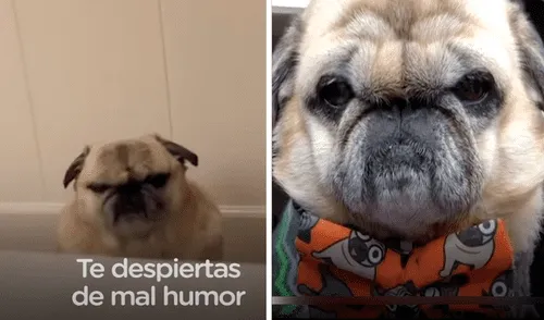 La mascota parece de mal humor al tener el ceño fruncido todo el tiempo. Foto: captura de YouTube / El Dodo