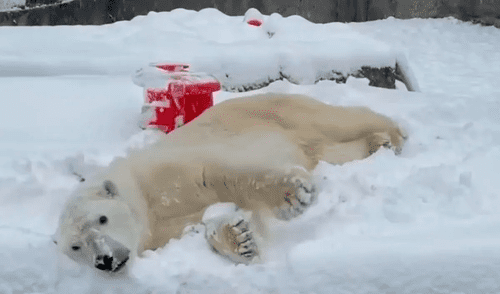 El oso disfruta del clima gélido y se divierte jugando con un niño. Foto: captura de Facebook El oso disfruta del clima gélido y se divierte jugando con un niño. Foto: captura de Facebook