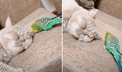 El video ha sido compartido en el canal Rumble Viral. Foto: captura de YouTube