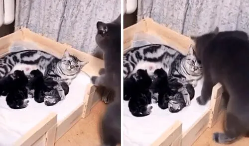 Una joven se emocionó al descubrir el tierno gesto de su gato al conocer a sus bebés por primera vez, luego que su pareja dio a luz. Foto: captura de TikTok