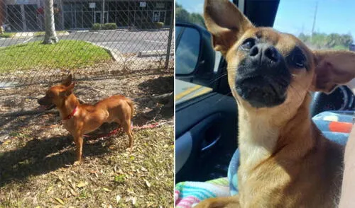 El can estuvo esperando a su dueño en vano y la mujer se apiadó de él y acudió a un refugio. Foto: SNIP Collier / Facebook