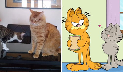 Así fue como se 'interpretó' la escena de esta famosa caricatura. Foto: captura de TikTok / @perrofeo_gatomalo