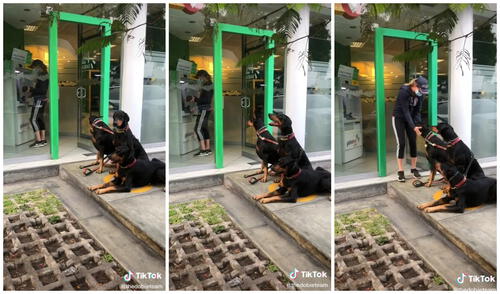 La dueña llevó a sus mascotas para que sean su seguridad personal. Foto: captura de TikTok (@thedobieteam)
