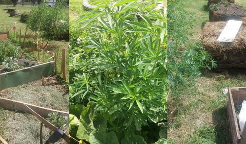 En un parque ubicado en Bogotá (Colombia) nacen matas de marihuana constantemente. Foto: El Tiempo