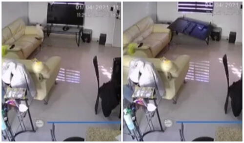 Los mininos no se hicieron daño. Foto: captura de TikTok/@paolaharocardenas Los mininos no se hicieron daño. Foto: captura de TikTok/@paolaharocardenas