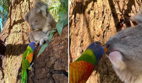 El koala 'rechazó' el beso de este pajarito y la escena se volvió viral en las redes sociales. Foto: Mosswood Wildlife / Facebook