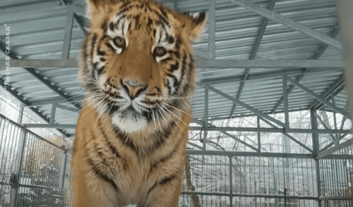 El video ha sido compartido en el canal de RT en Español. Foto: captura de YouTube