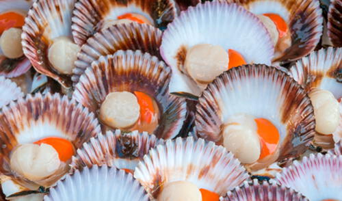 Conchas de abanico. EUA ha sido una de las economías con crecimiento más estables en el área del Golfo (TCP 4,3%), durante las últimas dos décadas. Foto: difusión
