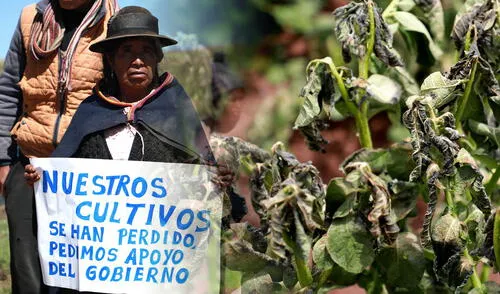 Los pobladores de la región requieren el urgente apoyo del gobierno. Foto: Agraria Jauja