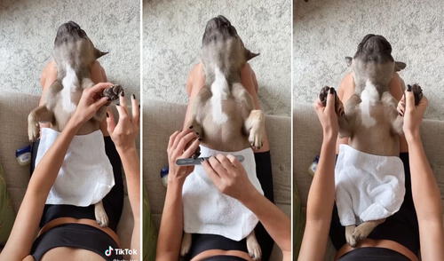 Este engreído can disfrutó de un momento de relajación gracias a los cuidados de su dueña. Foto: captura de TikTok