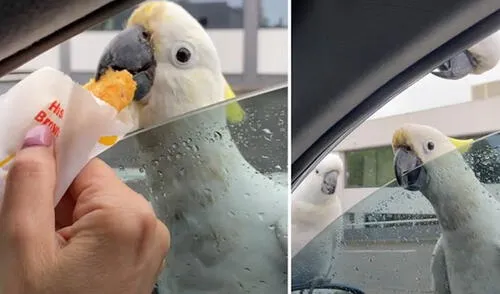 Una bandada de aves se acomodó en un auto estacionado para hacerle una curiosa petición a una mujer. Foto: captura de YouTube