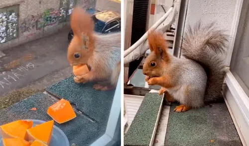 Cada tarde, una joven colocaba frutos secos y agua para ofrecerle a un indefenso roedor que vivía por los alrededores de un parque cerca de su hogar. Foto: captura de YouTube