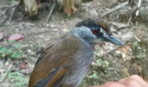 Charlatán de cejas negras visto en el bosque de Borneo, Indonesia. Foto: Global Wildlife Conservation. Charlatán de cejas negras visto en el bosque de Borneo, Indonesia. Foto: Global Wildlife Conservation.