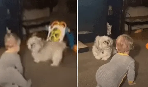 El video viral ha sido compartido en la página ViralHog. Foto: captura de Facebook.