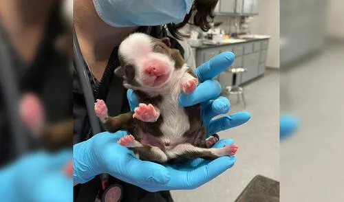 Skipper podría convertirse en el primer cachorro que se sobreponga a este mal congénito. Foto: Facebook / Neel Veterinary Hospital Skipper podría convertirse en el primer cachorro que se sobreponga a este mal congénito. Foto: Facebook / Neel Veterinary Hospital