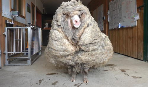 El video de Baarack tuvo más de 2,5 millones de vistas en la red social TikTok. Foto: AFP