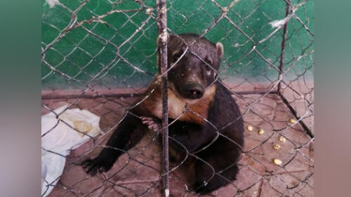 Coatí peruano fue encontrado alejado de su hábitat. Foto: PNP